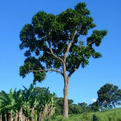 Cedro Misionero 8L árbol nativo elegante ideal para jardín y forestación