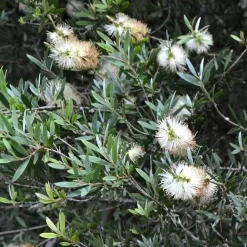 Callistemun Blanco en maceta de 7 litros con flores blancas y follaje verde ornamental para jardín