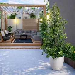 Eugenia Myrtifolia 3L en maceta planta ornamental para cercos vivos