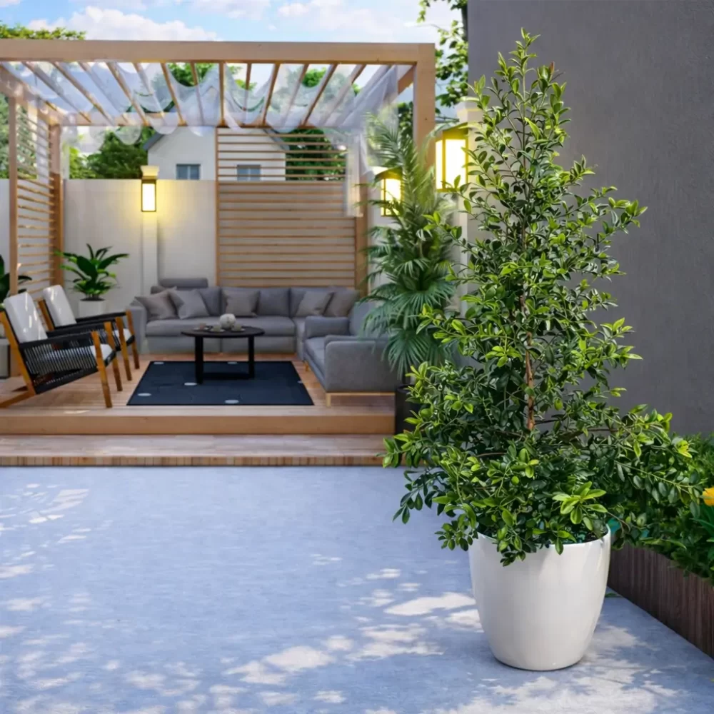 Eugenia Myrtifolia 3L en maceta planta ornamental para cercos vivos