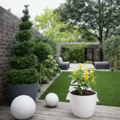 Pachystachys 3L planta tropical con flores amarillas en maceta