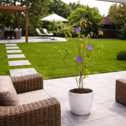 cuaresmero-tibouchina-urvilleana-3l