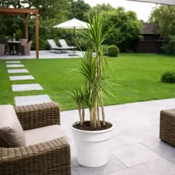 Dracaena Marginata 10L planta ornamental de hojas finas con bordes rojizos