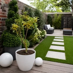 Pittosporum tobira wheeleri variegado 4L azarero enano ornamental