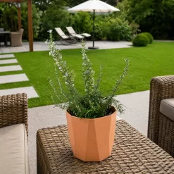 Romero rastrero 3L planta aromática cubresuelo resistente