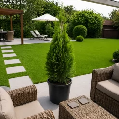 Thuja Smaragd 10L conífera verde intensa ideal para cerco vivo y jardines decorativos