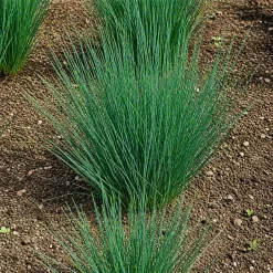 Juncus Verde en maceta de 3 litros con tallos verdes verticales ornamentales para jardín y estanques