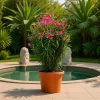 Nerium Oleander Laurel de jardín en maceta de 8 litros con follaje verde y flores ornamentales para exterior