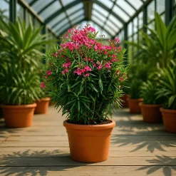 Nerium Oleander laurel de jardín en maceta de 4 litros con flores ornamentales y follaje verde para exterior