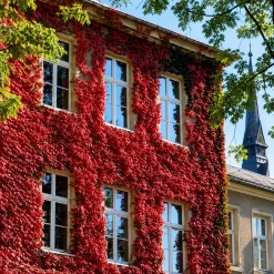 Parthenocissus Tricuspidata Ampelopsis en maceta de 3 litros con hojas verdes y coloración otoñal para muros
