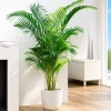 Palmera Areca Dypsis lutescens en maceta de 15 litros con hojas verdes tropicales para interior o jardín