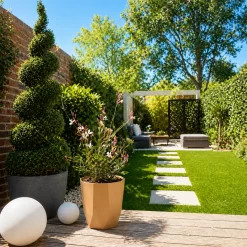 Gaura Blanca en maceta de 3 litros con flores blancas delicadas y tallos finos para jardín