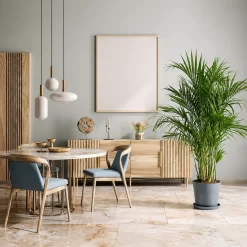 Chamaedorea Bambusa en maceta M25 con tallos tipo bambú y hojas verdes tropicales para interior o jardín