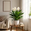 Spathiphyllum M17 en maceta con hojas verdes brillantes y flores blancas elegantes para interior