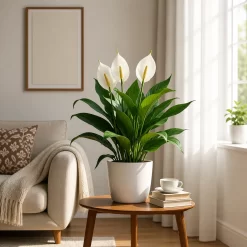 Spathiphyllum M17 en maceta con hojas verdes brillantes y flores blancas elegantes para interior