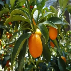 Kinoto agrio 4L árbol cítrico con frutos pequeños anaranjados en maceta