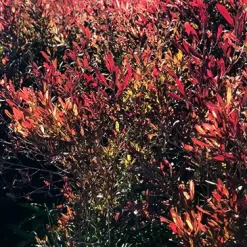 Dodonea Viscosa Rubra 5L arbusto de follaje rojizo ideal para cerco vivo y jardín moderno