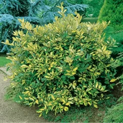 Elaeagnus Pungens Maculata en maceta de 5 litros con hojas verdes y amarillas variegadas para jardín