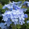Jazmín del cielo Plumbago 4L flores celestes y blancas planta ornamental
