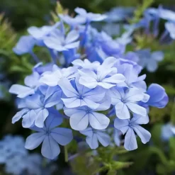 Jazmín del cielo Plumbago 4L flores celestes y blancas planta ornamental