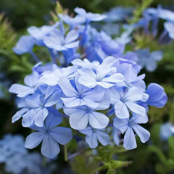 Jazmín del cielo Plumbago 4L flores celestes y blancas planta ornamental