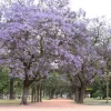 Jacarandá 10L árbol ornamental con flores violetas ideal para jardín y vereda