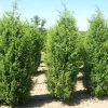 Juniperus Hibernica 10L conífera columnar verde azulado ideal para cercos vivos y jardines modernos