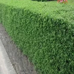 Ligustrina Sinensis 8L arbusto frondoso ideal para cerco vivo y jardín exterior
