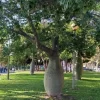Palo Borracho 13L árbol ornamental con tronco ensanchado ideal para jardín y paisajismo