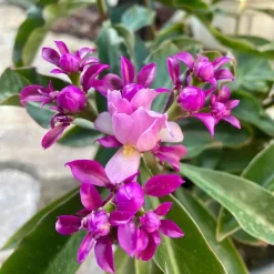Pereskia Grandiflora en maceta de 3 litros con hojas verdes y flores rosas ornamentales para jardín