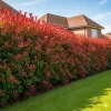 Photinia Fraseri en maceta de 10 litros con hojas rojas y verdes ornamentales para cerco vivo y jardín