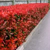 Photinia Fraseri 45L, arbusto ornamental con brotes rojos intensos. Ideal para cercos vivos y jardines. ¡Comprala hoy!