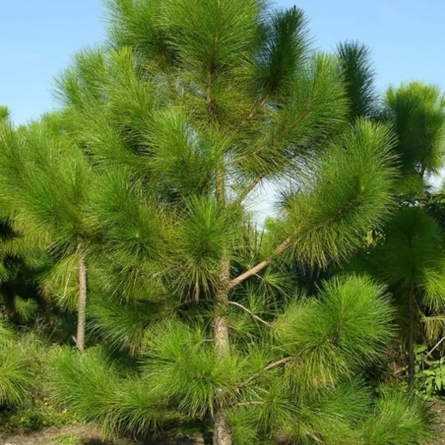 Pino Elliottii 7L en maceta, árbol forestal de rápido crecimiento ideal para jardín y cortinas rompeviento