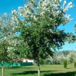 Álamo Plateado con Copa 10L árbol de sombra con follaje plateado ideal para jardín y espacios amplios