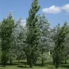 Álamo piramidal plateado 10L árbol columnar con follaje plateado ideal para cercos vivos y cortinas rompeviento