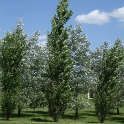 Álamo piramidal plateado 10L árbol columnar con follaje plateado ideal para cercos vivos y cortinas rompeviento