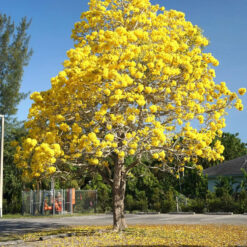 Guayacán 7L árbol ornamental con flores amarillas ideal para jardín y paisajismo