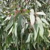 Eucalyptus Rostrata en maceta de 4 litros con follaje verde aromático y porte joven para jardín
