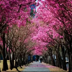 Lapacho rosado 10L árbol ornamental con floración rosa