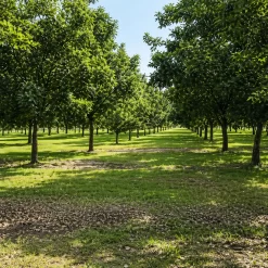 Nuez Pecán Semilla 7L árbol nogal pecanero ideal para jardín y futura producción