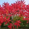 Rhus Succedanea 8L árbol ornamental con follaje rojizo ideal para jardín y paisajismo