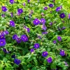 Thunbergia Erecta en maceta de 3 litros con flores violetas y follaje verde ornamental para jardín