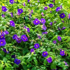 Thunbergia Erecta en maceta de 3 litros con flores violetas y follaje verde ornamental para jardín