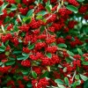 Cotoneaster en maceta de 4 litros con follaje verde y frutos rojos ornamentales para jardín