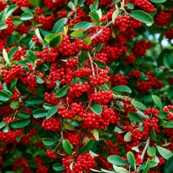 Cotoneaster en maceta de 4 litros con follaje verde y frutos rojos ornamentales para jardín