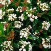 Laurentino Viburnum tinus alto en maceta de 4 litros con follaje verde denso para jardín y cercos