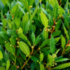 Laurel Nobilis comestible en maceta de 4 litros con hojas verdes aromáticas para huerta y jardín