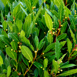 Laurel Nobilis comestible en maceta de 4 litros con hojas verdes aromáticas para huerta y jardín