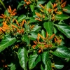 Planta Insulina en maceta de 4 litros con hojas verdes ornamentales para jardín y macetas