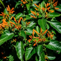 Planta Insulina en maceta de 4 litros con hojas verdes ornamentales para jardín y macetas
